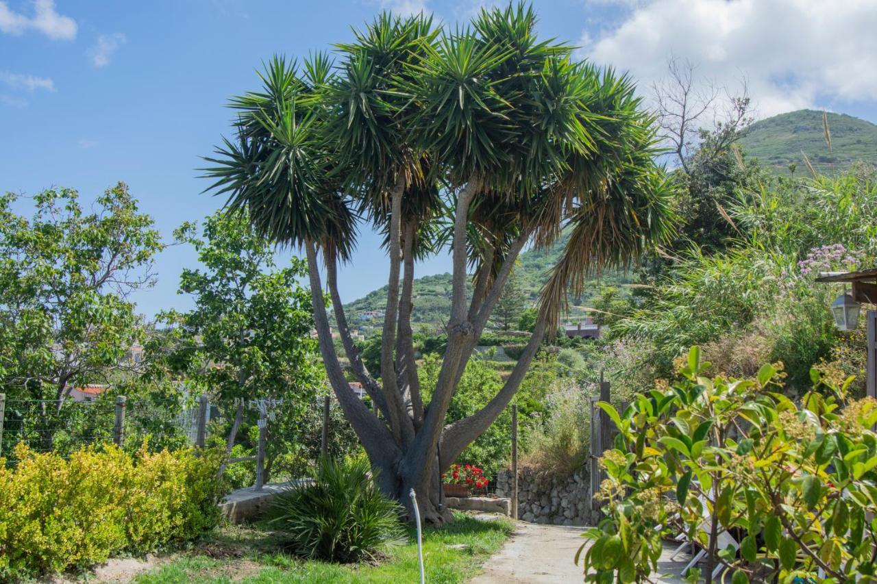 Casa Yucca Villa Forio  Exterior photo
